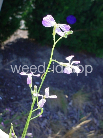 radish, wild